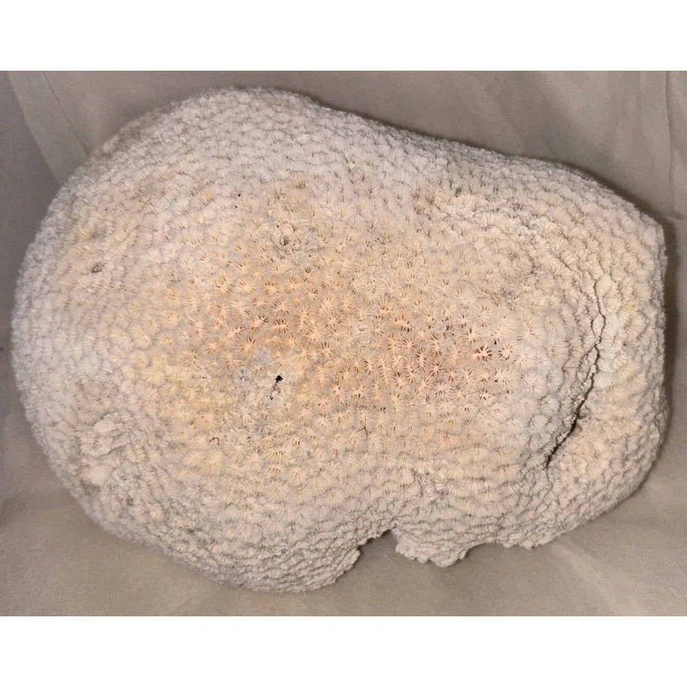 Star Brain Coral Fossil‎ Display/aquarium Decor Piece 6x7x4